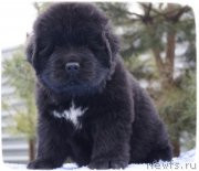 Превью фото № 140835