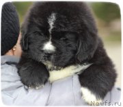 Превью фото № 140836