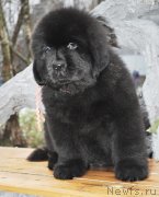 Превью фото № 140889