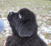 Превью фото № 140893