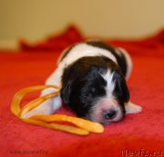 Превью фото № 140941