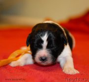 Превью фото № 140942