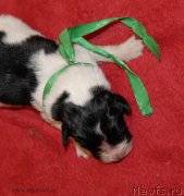 Превью фото № 140949