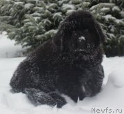 Превью фото № 140985