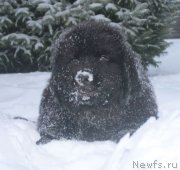 Превью фото № 140987