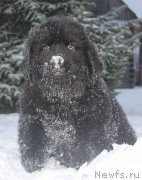 Превью фото № 140988