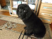 Превью фото № 140994