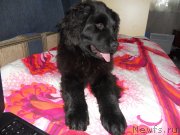 Превью фото № 141001