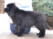 Превью фото № 141011