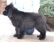 Превью фото № 141012