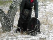 Превью фото № 141022