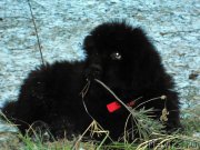 Превью фото № 141024