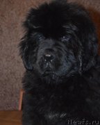 Превью фото № 141028