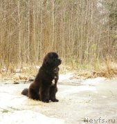 Превью фото № 141079