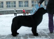 Превью фото № 141099