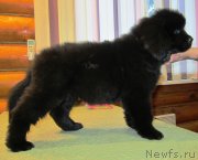 Превью фото № 141137