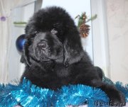 Превью фото № 141144