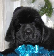 Превью фото № 141146