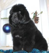 Превью фото № 141148