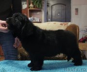 Превью фото № 141235