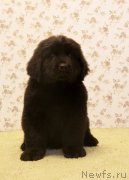 Превью фото № 141236