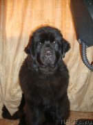 Превью фото № 141237