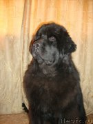 Превью фото № 141240