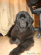 Превью фото № 141241