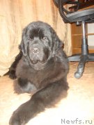 Превью фото № 141242