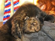 Превью фото № 141313