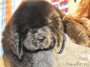 Превью фото № 141314