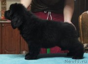 Превью фото № 141322