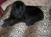 Превью фото № 141337