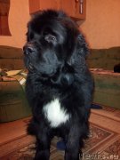 Превью фото № 141341