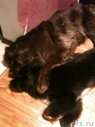 Превью фото № 141349