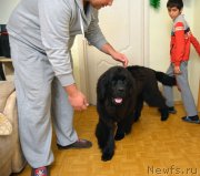 Превью фото № 141352