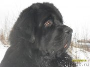 Превью фото № 141365