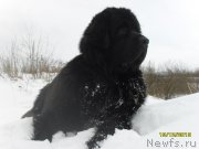 Превью фото № 141366