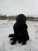 Превью фото № 141368