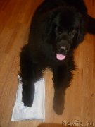 Превью фото № 141375