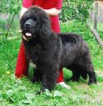 Превью фото № 14138