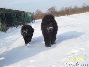 Превью фото № 141408