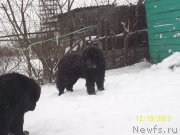 Превью фото № 141409