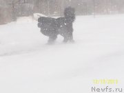 Превью фото № 141410