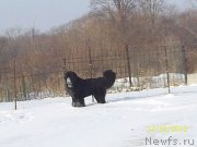 Превью фото № 141411