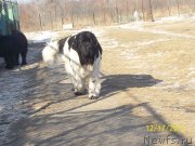 Превью фото № 141413