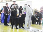 Превью фото № 141427