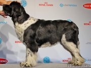 Превью фото № 141431