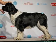 Превью фото № 141433