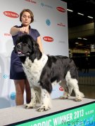 Превью фото № 141434